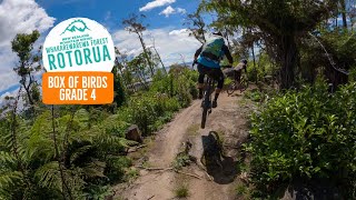 Is this the best exit trail in NZ? Box of Birds, Rotorua