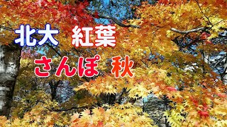 2019・11・2　北大（北海道大学）札幌駅より約5分で行ける紅葉スポット、毎年とっても人気です。