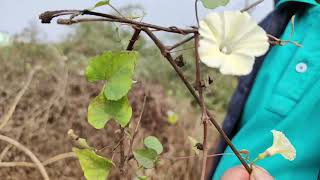 Ipomoea obscura, a medicinal plant of Odisha, Dr. Sanjeet Kumar; #medicinalplant #pharmacology