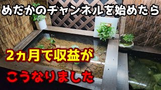 めだかのチャンネルを始めたら2ヵ月で収益がこうなりました