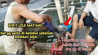 BIBIT LELE UNGGUL SIAP DI TABUR | TIPS MEMILIH BIBIT IKAN LELE