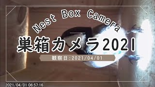 シジュウカラが巣箱の中へ 巣箱を設置して70日目 2021/04/01