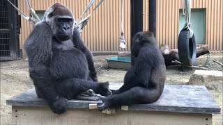 母ちゃん大好きゲンタロウ♪⭐️ゴリラ(96)【京都市動物園】Gorilla / genki \u0026 gentaro