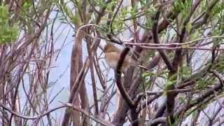 חצוצרן שחור מקור.Desert Finch