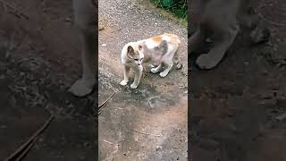 ലാസ്റ്റ് വരെ കാണു 🐈🐈