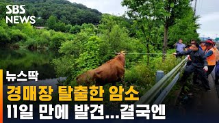 경매장 탈출한 암소 11일 만에 발견…결국 뒤바뀐 운명 / SBS / 뉴스딱