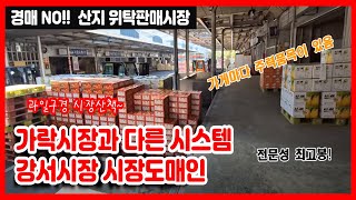 #강서농산물도매시장 #시장도매인 #과일위탁판매