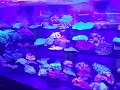 Majestic aquarium coral tank with aqualina leds