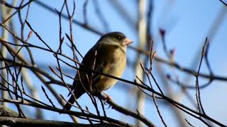 カワラヒワ～野鳥観察　8716 (1)