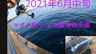 6月の東扇島西公園でマゴチ釣り&タコ連発！！