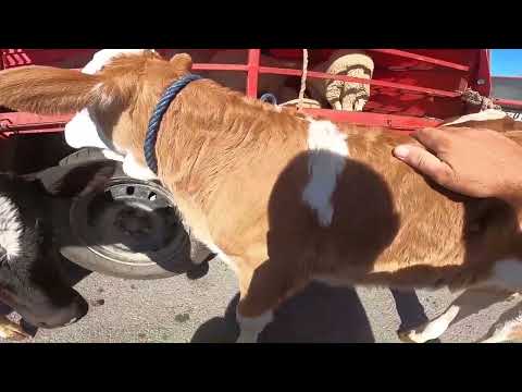 Auto Otpad Kidi Youtube