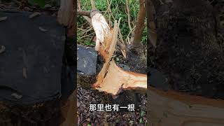 龍眼嫁接成活，但躲不過颱風的威力，龍眼被吹斷了The grafting of the dragon's eye survived, but the typhoon was too strong