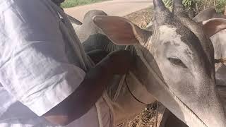 New Neck Rope was tied and art of spinning the rope, done by Farmer Veerabhadaraiah, Archakarhalli