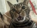 a cat shocked by being kissed you can watch it all the time.