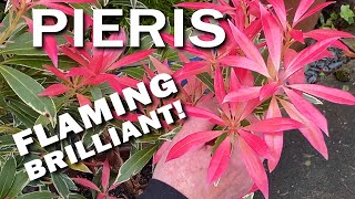 Pieris