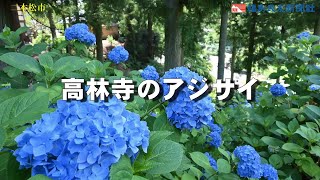 高林寺のアジサイ