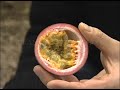 野菜中継 沖縄「パッションフルーツと花」passion fruit