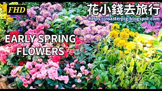 Early Spring Flowers in Park!! Flowers Appreciation at Shing Mun Valley Park 2023