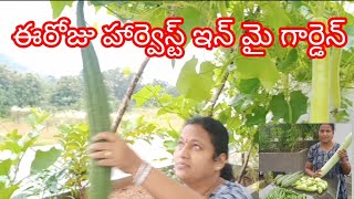 ఈరోజు హార్వెస్ట్ ఇన్ మై గార్డెన్#nature #garden #homegardening #harvest #veni'world