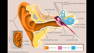 structure & function  of the ear | Grade  12 life sciences | M.saidi | ThunderED