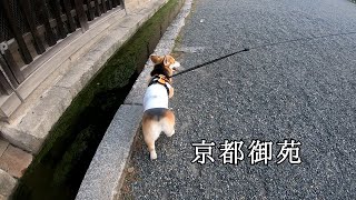 【コーギー犬】ペットと京都旅行PartⅣ、京都御苑で歩いて走って遊ぶかわいいコーギー～We went for a trip with a pet dog to Kyoto～