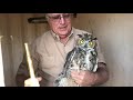 one great horned owl s lucky break