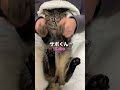 【保護猫】4兄弟　やってみたよ‼️part2 😽　 shorts ねこのいる生活 cat