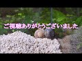 【ヤドカリ】オカヤドカリ　 1 初めてのオカヤドカリ