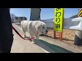 息子（格下）とお散歩してあげたルンルンです　great pyrenees　グレートピレニーズ