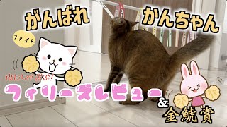 【競馬予想】猫たちが選ぶ！2023フィリーズレビュー＆金鯱賞