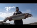 massive 80 pound sturgeon