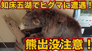 【緊急事態発生】遊歩道にヒグマ出没！「♪ある日、森の中、クマさんに出会った♪」なんてのんきに歌ってる場合じゃなかったよ！？「知床五湖フィールドセンター」【旅log】