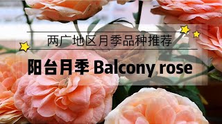 Balcony rose中国炎热地区阳台月季有哪些品种表现较好呢？推荐3个品种耐热病虫少