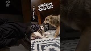 COYOTE vs. CAT!🐺😸 #weavethecoyote #puppy #duckholliday #pet #nature #friends #funny #cute #animals