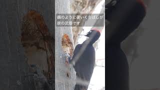 最強 キツツキ クマゲラ 木をつつく音 / Black Woodpecker Pecking Trees / #shorts