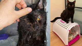 Lonely Woman Adopts Stray Cat After Treatment And Now They Are Inseparable | cat adoption