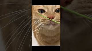 猫草を食べるちーちゃんが猛烈に可愛すぎる件#shorts