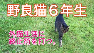 【保護猫】いなくなった野良猫との再会