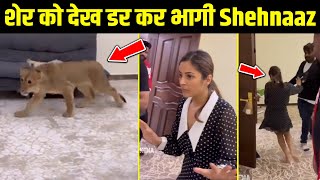 Shehnaaz Gill FUNNY VIDEO ||  Gets Scared After Seeing Pet LION In Her Room