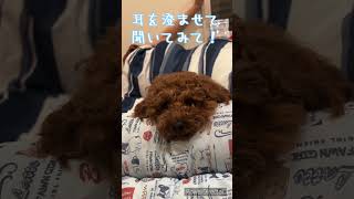 【可愛すぎる！】寝姿を撮影したら犬がキレた！！  #shorts #犬 #dog #トイプードル