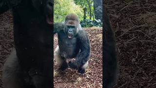 Gorillas can stand up to 6 feet tall