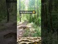 free flight in the woods at latta herecomestheboy animalsoftiktok birds owls fyp shorts viral