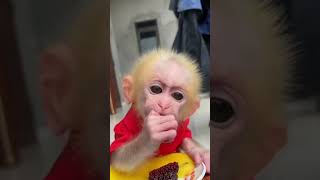 可愛いお猿さんのおやつタイム🐵🐒🐒🇯🇵🇯🇵#さる #monkey #monkeydluffy #monkeys #monkeyvideo #jp #ペット #baby