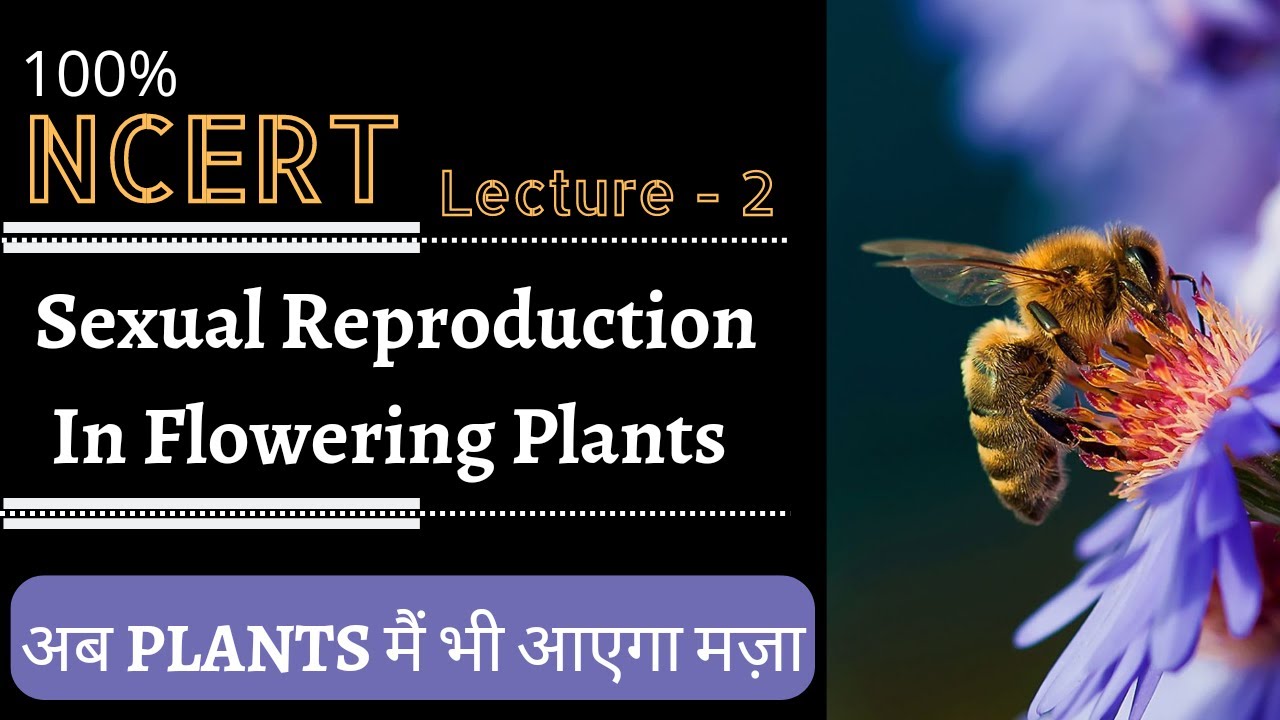 SEXUAL REPRODUCTION IN FLOWERING PLANTS - NCERT || Class-12 || Lecture ...