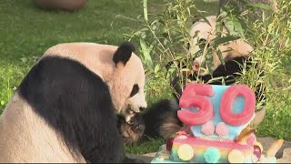 Cuteness Overload: DC Pandas celebrate 50 years at National Zoo with cake