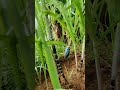 செங்கரும்பு வீட்டில் வளர்க்கும் முறை sugarcane karumbu villagelife villagefarminginfo