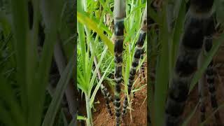 செங்கரும்பு - வீட்டில் வளர்க்கும் முறை #sugarcane #karumbu #villagelife #villagefarminginfo