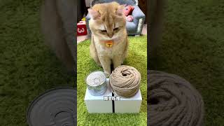 他好像知道被忽悠了😂😂😂 #cat #萌宠 #pets #cute #funny