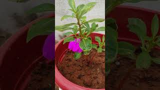 బ్యూటిఫుల్ ఫ్లవర్స్ #terracegardening #garden #gardenplants #trending #flowers #viralvideo