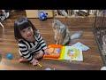 興味津々な猫　サイベリアンa curious cat. siberian